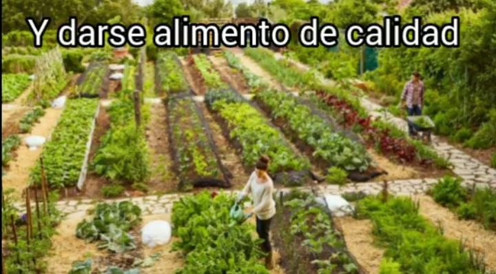 Olvídate de madurar falsa y químicamente, corta cuando se debe cortar o pon a tus clientes y turistas a cortar al gusto desde la planta. Que tomen el cafecito cerca de la cosecha.